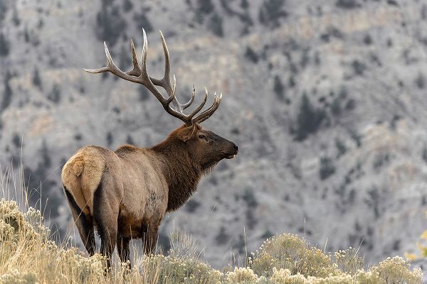 Jones, Adam 아티스트의 Bull elk or wapiti-Yellowstone National Park-Wyoming작품입니다.